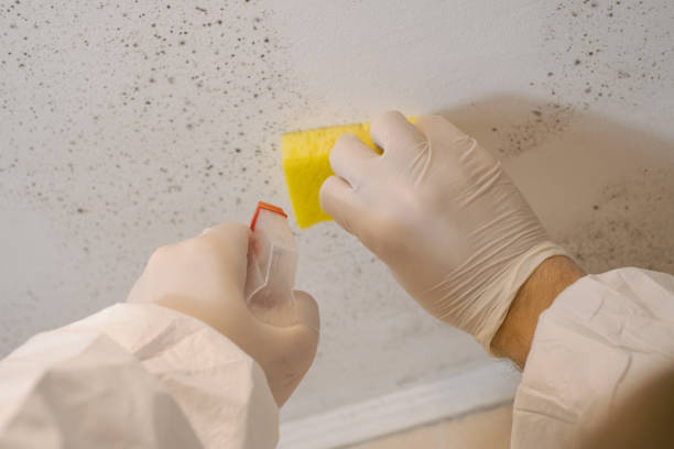 Mold Removal for HVAC Installations in Escondido, CA