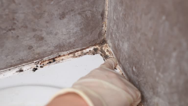 Mold Documentation for Insurance Claims in Escondido, CA